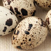Диета на перепелиных яйцах